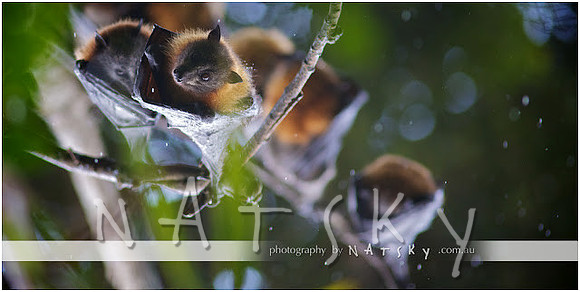 Lismore Photographer
