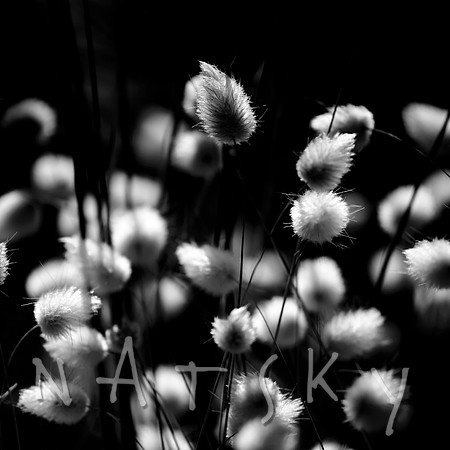 Black Botanical Photography