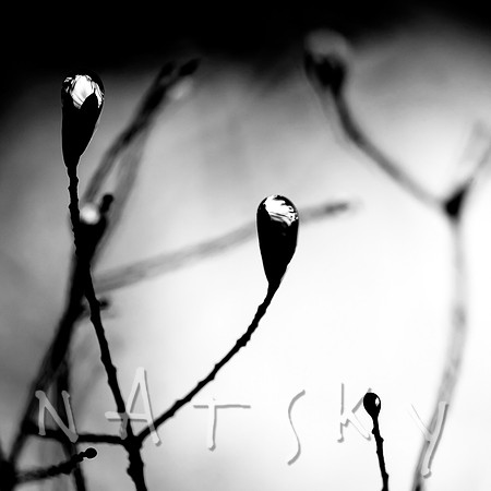 Black Botanical Photography