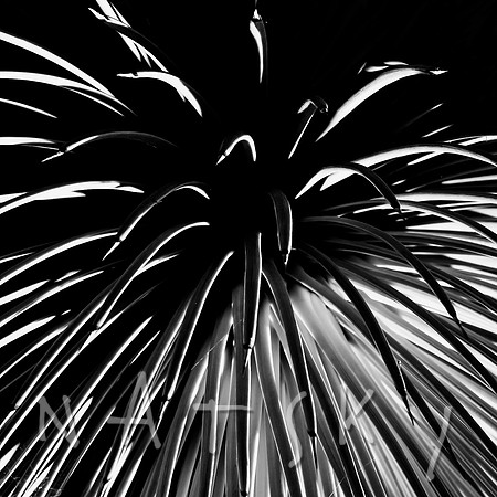 Black Botanical Photography