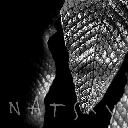 Black Botanical Photography