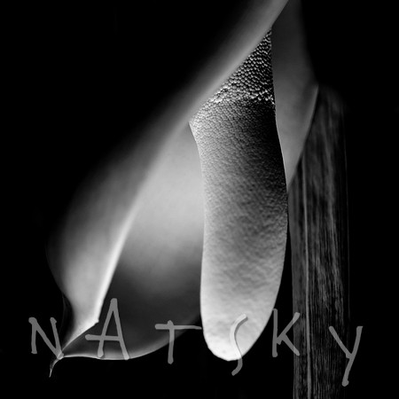 Black Botanical Photography