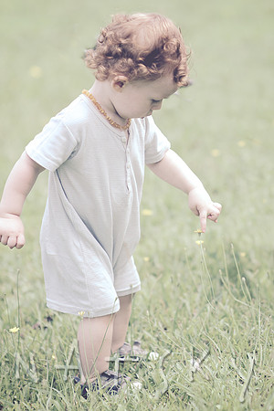 garden wanders