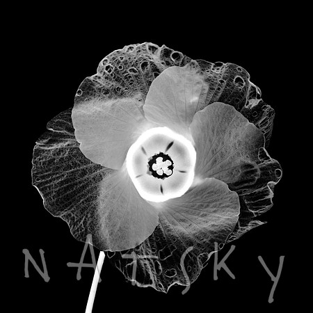 Black Botanical Photography