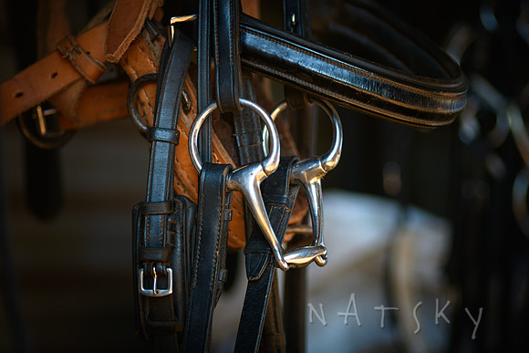 WILDERS HORSES 003