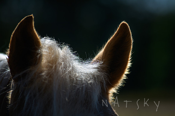 WILDERS HORSES 004
