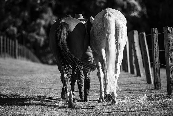 WILDERS HORSES 009