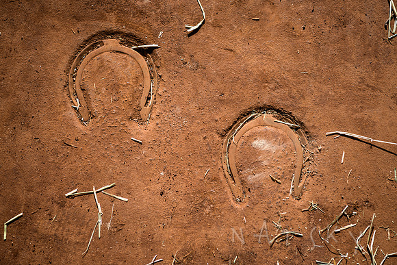 WILDERS HORSES 001