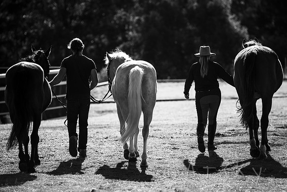 WILDERS HORSES 015