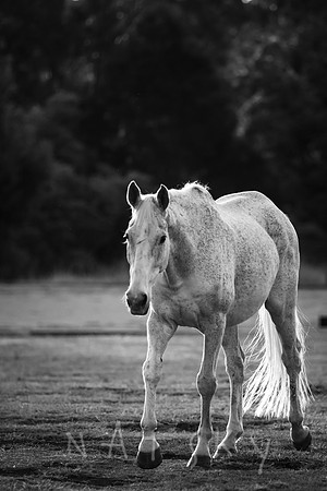 WILDERS HORSES 018