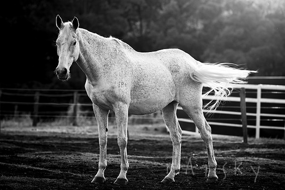 WILDERS HORSES 021