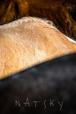 WILDERS HORSES 017