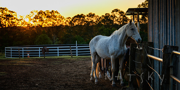 WILDERS HORSES 020