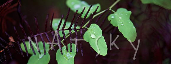lismore photographer (3)