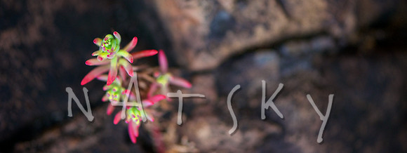 lismore photographer (20)