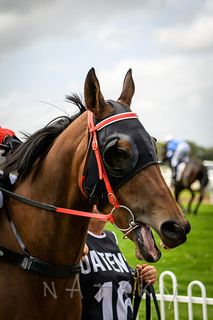 RACES 041