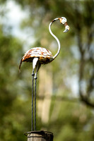 LISMORE PHOTOGRAPHER