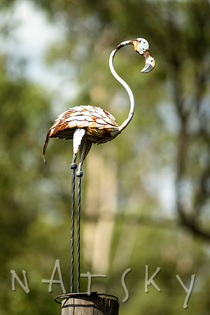 LISMORE PHOTOGRAPHER
