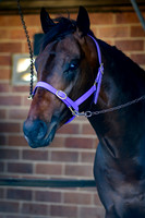 RACES 003