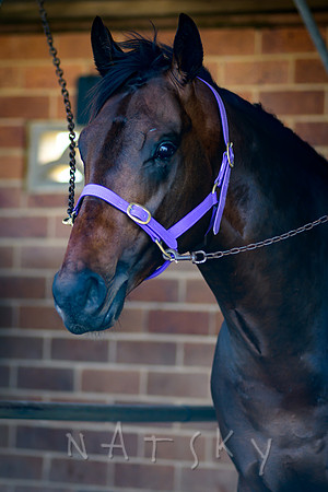 RACES 003