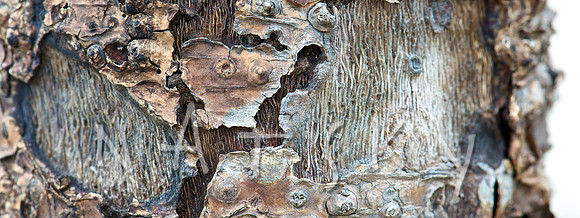 lismore photographer (21)