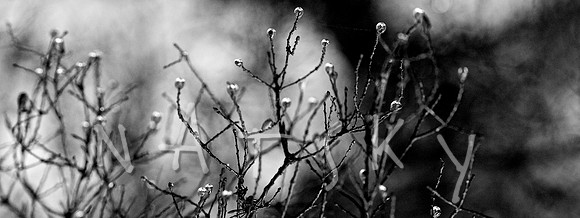 lismore photographer (25)