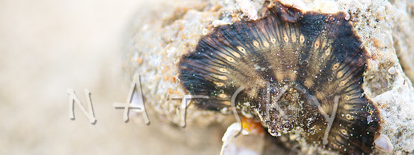 lismore photographer (10)