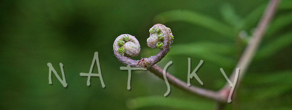 lismore photographer (24)