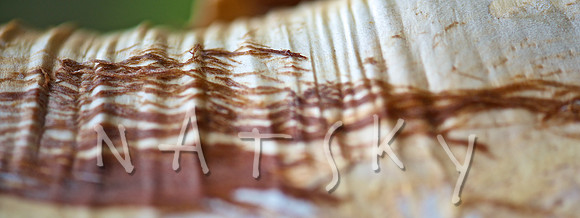 lismore photographer (2)