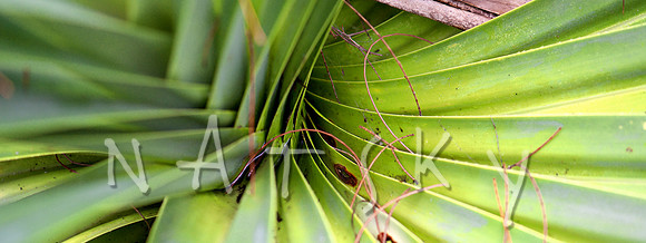 lismore photographer (6)