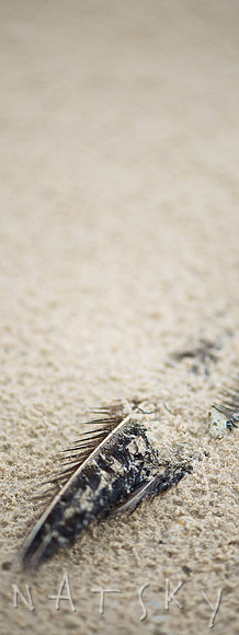 lismore photographer (9)